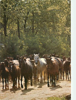 Animaux - Chevaux - CPM - Voir Scans Recto-Verso - Caballos