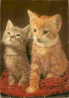 Animaux - Chats - Chatons - CPM - Voir Scans Recto-Verso - Katten