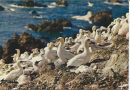 Bretagne Les Sept Iles Colonie De Fous De Bassan Oiseaux - Oiseaux
