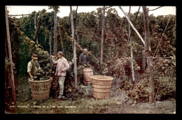 ROYAUME-UNI - ANGLETERRE - CORNER OF A FINE HOP GARDEN - Sonstige & Ohne Zuordnung