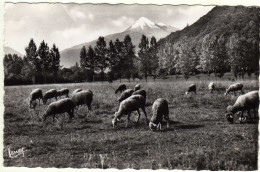 ASPET  Pâturage, Le Cagire ( Alt.1912m) - Other & Unclassified