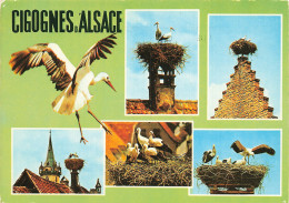 67 ALSACE NID DE CIGOGNES - Other & Unclassified