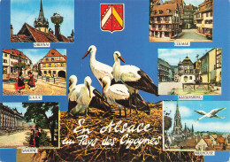 68 ALSACE  - Other & Unclassified