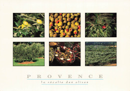 13 PROVENCE LA RECOLTE DES OLIVES - Autres & Non Classés