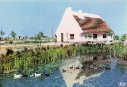 13 CAMARGUE CABANE DE GARDIAN - Autres & Non Classés