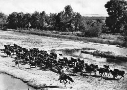 13 CAMARGUE TAUREAUX SAUVAGES - Other & Unclassified