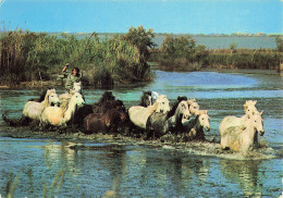 13 CAMARGUE MANADE DE CHEVAUX - Other & Unclassified