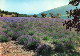 13 PROVENCE ROUTE DE LA LAVANDE - Andere & Zonder Classificatie