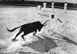 13 CAMARGUE COURSE A LA COCARDE - Autres & Non Classés