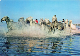 13 CAMARGUE CHEVAUCHEE - Other & Unclassified