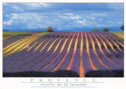 13 PROVENCE RECOLTE DE LA LAVANDE - Andere & Zonder Classificatie