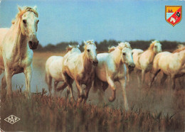 13 CAMARGUE CHEVAUX AU GALOP - Other & Unclassified