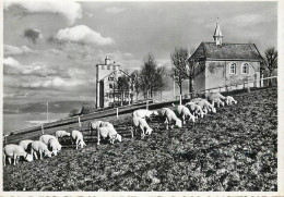 Postcard Switzerland Grub Bei Heiden Funflanderblick Mit Lourdeskapelle - Other & Unclassified