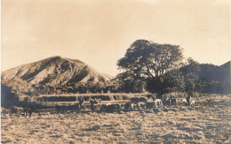 NOUVELLE CALEDONIE - Troupeau - Gardiens - Carte Postale Ancienne - Nouvelle-Calédonie