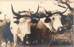 NOUVELLE CALEDONIE - Vaches - Tireurs De Charrette - Carte Postale Ancienne - Nouvelle-Calédonie