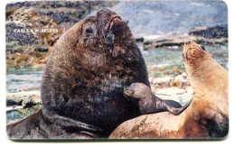 Falkland Islands Chip Family Of Sea Lions - Falkland