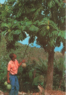 FRANCE - Martinique - L'Arbre à Pain Et Ses Fruits - Animé - Colorisé - Carte Postale - Otros & Sin Clasificación