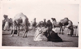 Photo Originale -militaria -1941 -Maroc - OUDJA- Expedition Du Paquebot Chenonceaux -  Marchands De Chameaux - War, Military