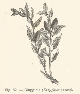 Giuggiolo - Zizyphus Sativa - 1927 Xilografia - Old Engraving - Gravure - Pubblicitari