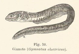 Ginnoto - Gymnotus Electricus - 1927 Xilografia - Old Engraving - Gravure - Pubblicitari