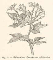 Gelsomino - Jasminum Officinale - 1927 Xilografia - Engraving - Gravure - Pubblicitari