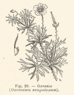 Geranio - Geranium Sanguineum - 1927 Xilografia - Old Engraving - Gravure - Pubblicitari