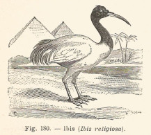 Ibis Religiosa - 1927 Xilografia - Vintage Engraving - Gravure - Pubblicitari