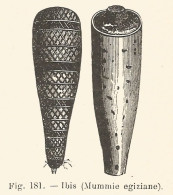 Ibis - Mummie Egiziana - 1927 Xilografia - Vintage Engraving - Gravure - Pubblicitari