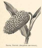 Sorghum Cernuum - 1926 Xilografia D'epoca - Vintage Engraving - Gravure - Pubblicitari