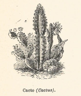 Cactus - 1924 Xilografia D'epoca - Vintage Engraving - Gravure - Publicidad