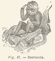 Bertuccia - 1924 Xilografia D'epoca - Vintage Engraving - Gravure - Advertising