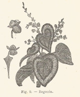 Begonia - 1924 Xilografia Epoca - Vintage Engraving - Gravure - Publicités