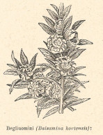 Begliuomini - Balsamina Hortensis - 1924 Xilografia - Engraving - Gravure - Publicités