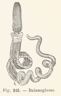 Balanoglossus - 1924 Xilografia D'epoca - Vintage Engraving - Gravure - Publicités