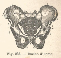 Bacino Di Uomo - 1924 Xilografia D'epoca - Vintage Engraving - Gravure - Publicités