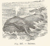 Balena - 1924 Xilografia D'epoca - Vintage Engraving - Gravure - Advertising