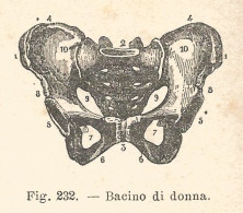 Bacino Di Donna - 1924 Xilografia D'epoca - Vintage Engraving - Gravure - Advertising