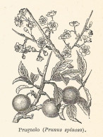 Prugnolo - Prunus Spinosa - 1929 Xilografia - Vintage Engraving - Gravure - Publicités