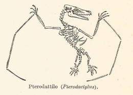 Pterodattilo - Pterodactcylus - 1929 Xilografia - Old Engraving - Gravure - Publicités