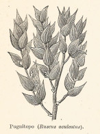 Pugnitopo - Ruscus Aculeatus - 1929 Xilografia - Old Engraving - Gravure - Publicités