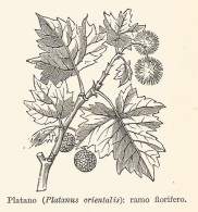 Platano - Platanus Orientalis - 1929 Xilografia - Old Engraving - Gravure - Publicités