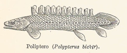 Poliptero - Polypterus Bickir - 1929 Xilografia - Old Engraving - Gravure - Werbung