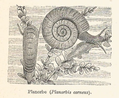 Planorbe - Planorbis Corneus - 1929 Xilografia - Old Engraving - Gravure - Werbung