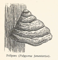 Poliporo - Polyporus Fomentarius - 1929 Xilografia - Engraving - Gravure - Werbung