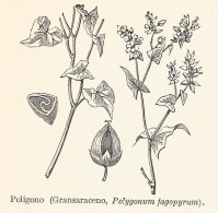 Gransaraceno - Polygonum Fagopyrum - 1929 Xilografia - Engraving - Gravure - Werbung