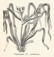 Posidonia Oceanica - 1929 Xilografia D'epoca - Vintage Engraving - Gravure - Publicités