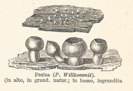 Peziza Willkommii - 1929 Xilografia D'epoca - Vintage Engraving - Gravure - Werbung