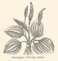 Piantaggine - Plantago Major - 1929 Xilografia - Old Engraving - Gravure - Publicités
