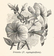 Petunia Nyctaginiflora - 1929 Xilografia - Vintage Engraving - Gravure - Reclame