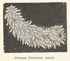 Pyrosoma - 1929 Xilografia D'epoca - Vintage Engraving - Gravure - Werbung